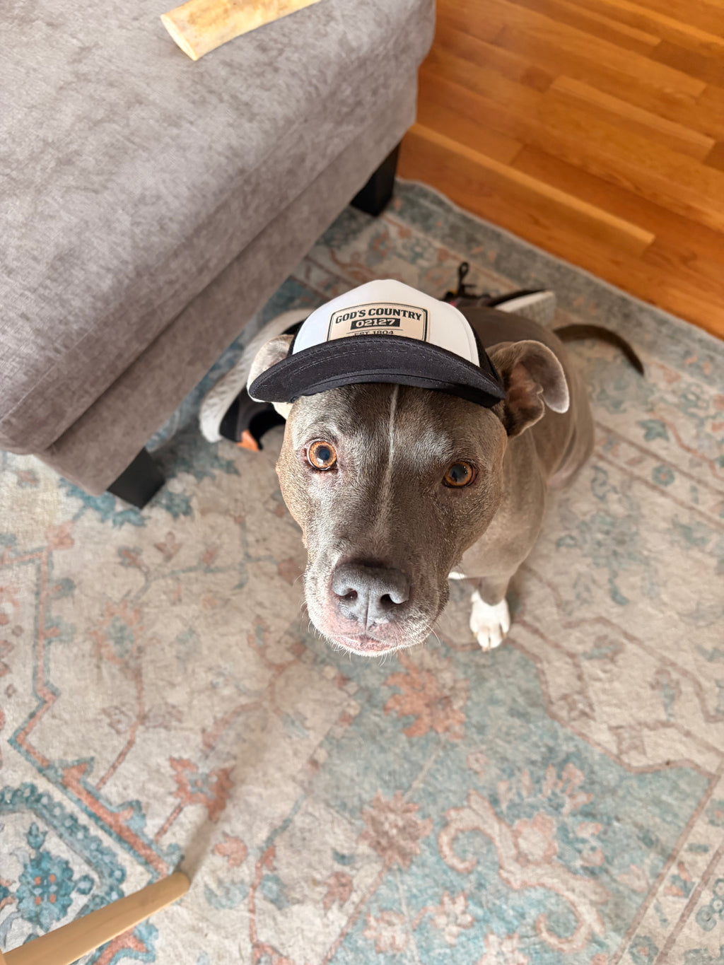Dog Foam Trucker Hat