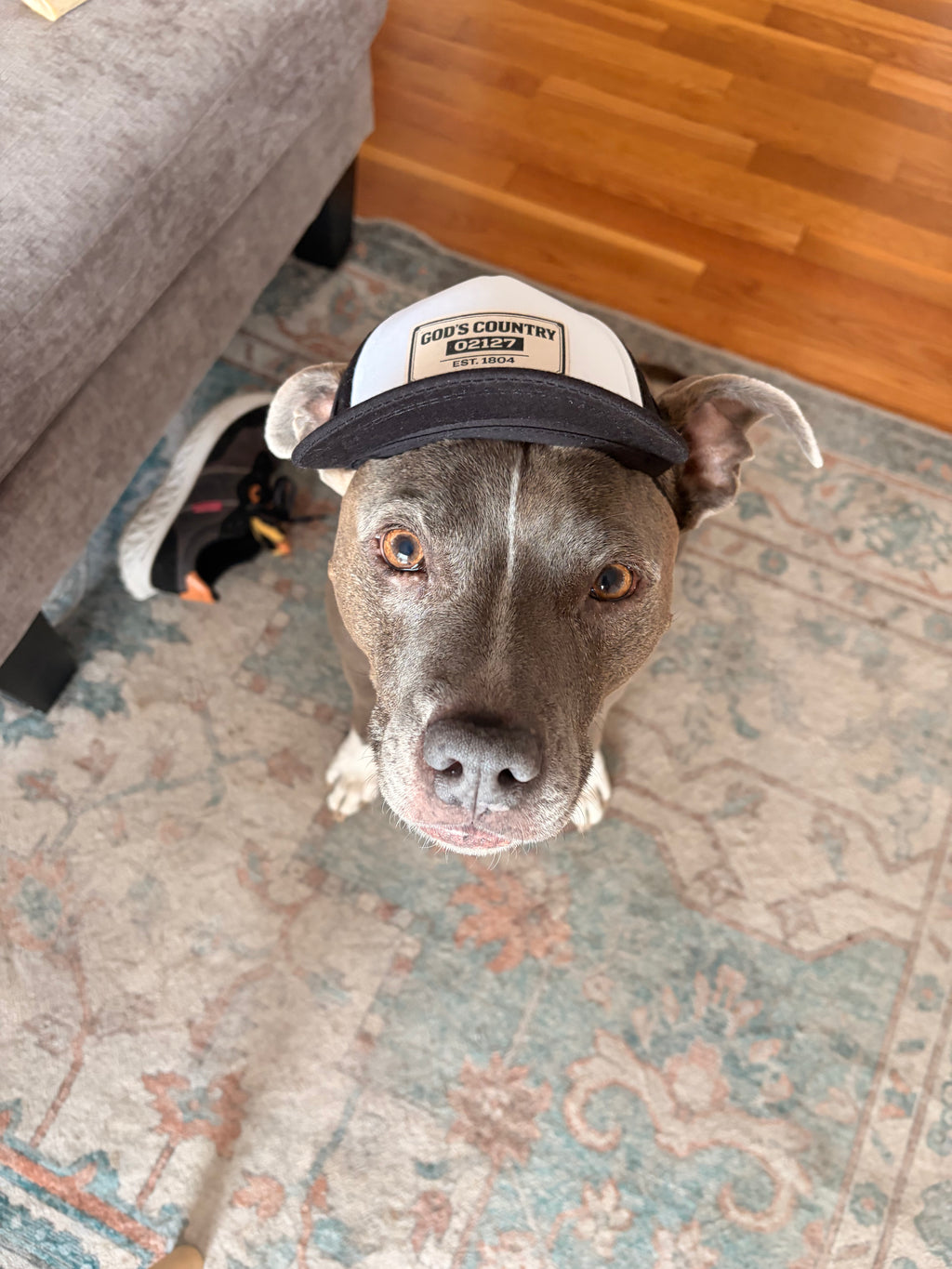 Dog Foam Trucker Hat